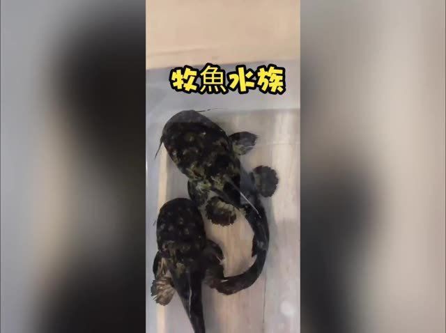 麻花闊嘴鯨能長多大