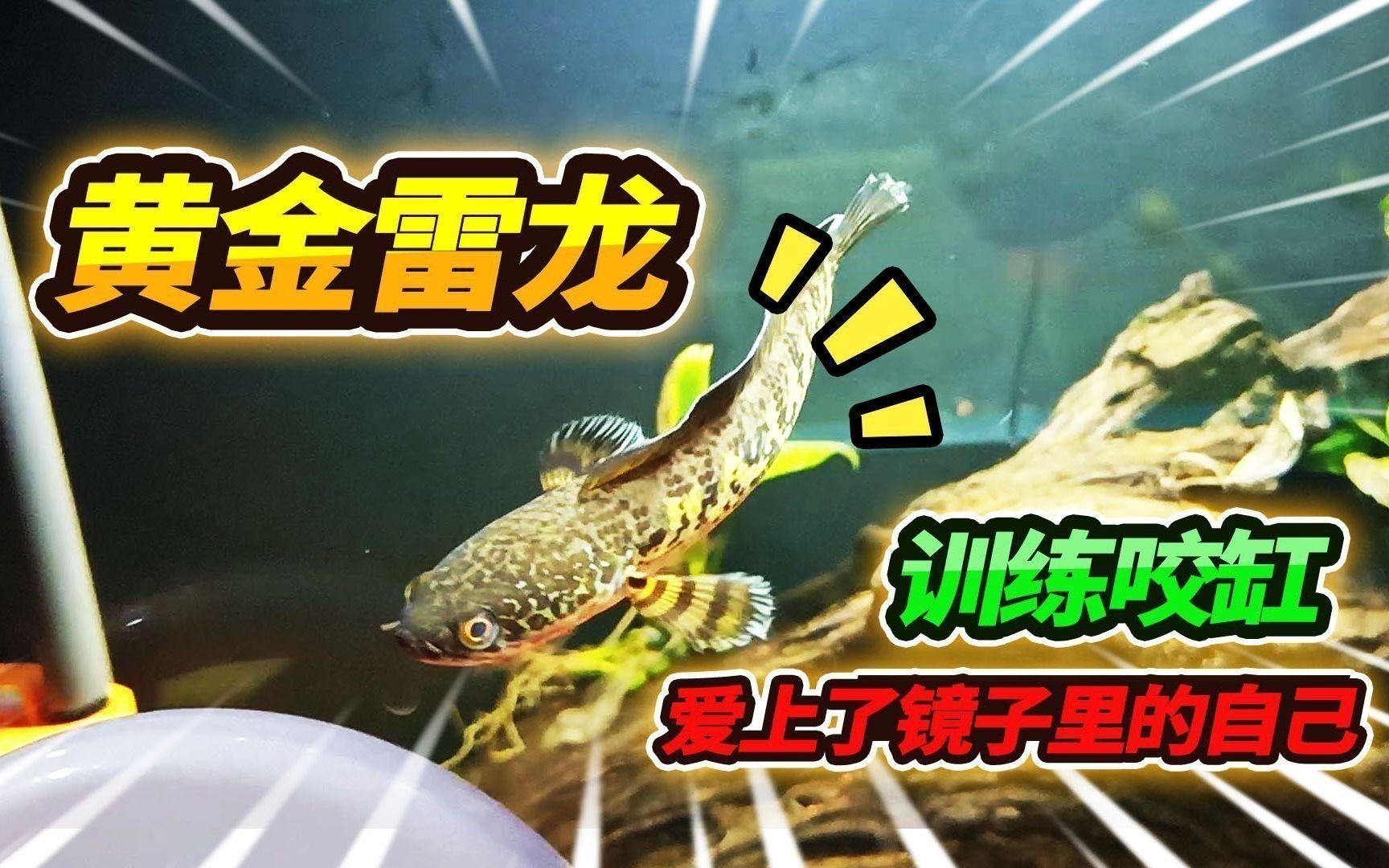 哪些品種的雷龍魚適合觀賞？