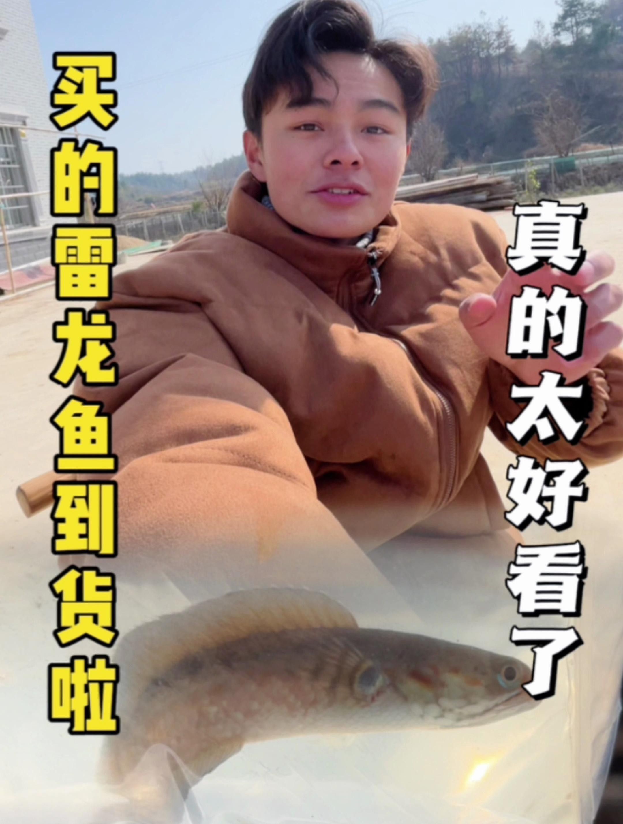 哪些品種的雷龍魚適合觀賞？