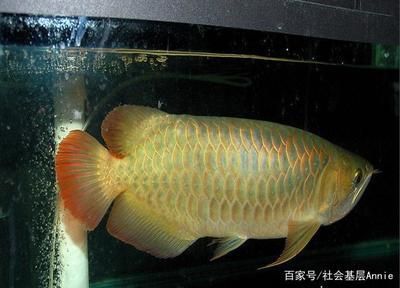 金龍魚 顏色 金龍魚 顏色 龍魚百科 第2張