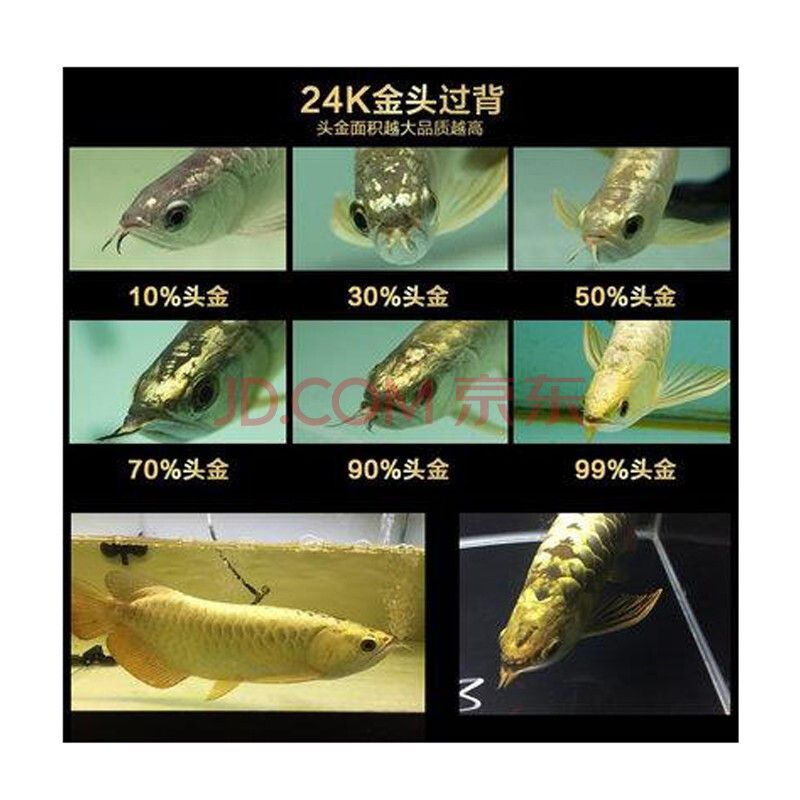 挑選金龍魚魚苗需要考慮多個方面的因素以下是一些基于搜索結果的建議：如何挑選金龍魚魚苗
