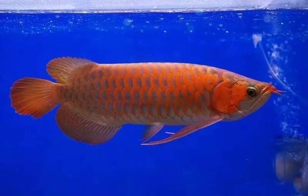 龍魚為什么會死掉的原因呢（龍魚死亡原因多種多樣探討龍魚死亡的潛在原因并給出預防措施）