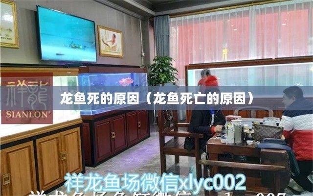 龍魚為什么會死掉的原因呢（龍魚死亡原因多種多樣探討龍魚死亡的潛在原因并給出預防措施）