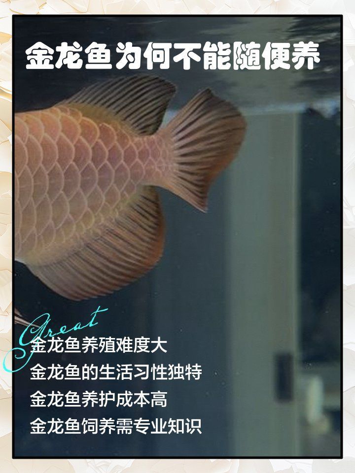 喂龍魚吃什么長得快又好養(yǎng)的：喂龍魚吃什么長得快又健康