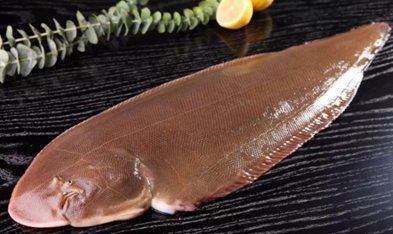 龍利魚的另一個名字