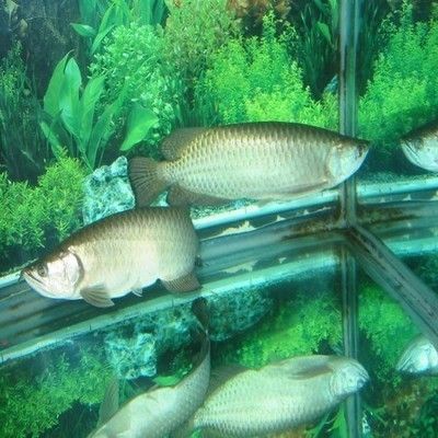 如何查龍魚芯片真偽鑒定：如何查詢龍魚芯片的真偽？