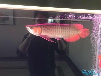養龍魚ph值多少合適：養龍魚時水質的酸堿度（ph值）是非常重要的因素之一 養龍魚ph值多少合適：養龍魚時水質的酸堿度（ph值）是非常重要的因素之一 龍魚百科 第3張