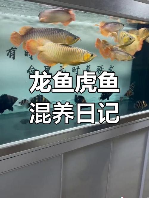 龍魚會吃虎魚嗎圖片