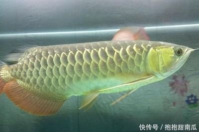 極品金龍魚什么價格啊能買（極品金龍魚價格受到多種因素影響，金龍魚價格受多種因素影響） 極品金龍魚什么價格啊能買（極品金龍魚價格受到多種因素影響，金龍魚價格受多種因素影響） 龍魚百科 第3張