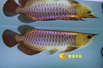 銀龍魚苗魚缸布置指南：銀龍魚苗的魚缸布置指南