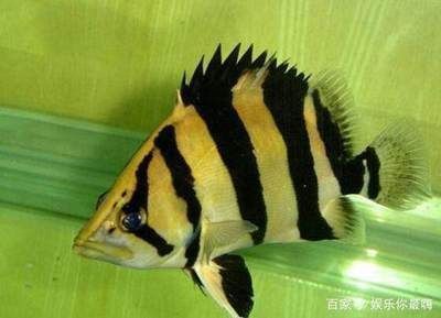 龍魚和虎魚哪個長得快：龍魚和虎魚的體型增長速率存在差異,虎魚生長速度比虎魚快 龍魚和虎魚哪個長得快：龍魚和虎魚的體型增長速率存在差異,虎魚生長速度比虎魚快 龍魚百科 第4張