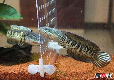 雷龍魚什么價位（雷龍魚市場價格波動因素如何辨別雷龍魚品種真偽）