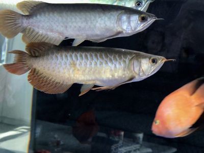 號半龍魚長大后圖片（號半龍魚成年后的樣子）