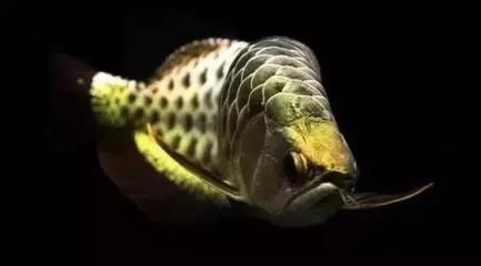號半龍魚長大后圖片（號半龍魚成年后的樣子）