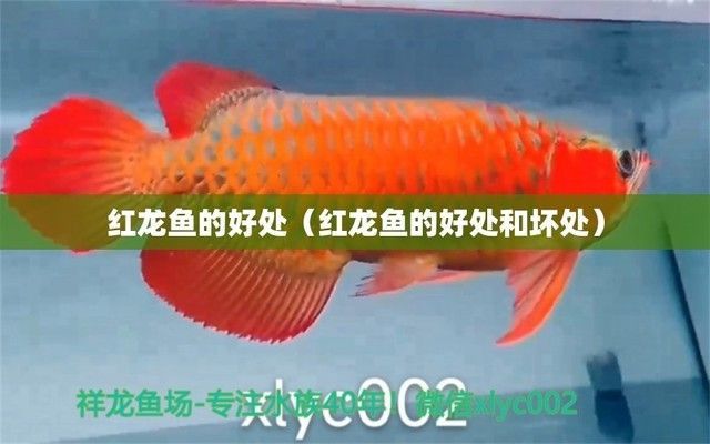 紅龍魚的好處和壞處是什么呢：紅龍魚風水寓意的科學依據，紅龍魚飼養技巧有哪些