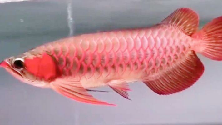紅龍魚如何發色最快（紅龍魚發色速度主要受其基因、水質、飼料和環境溫度的影響）