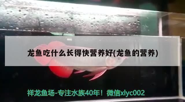龍魚多長時間產一次卵：龍魚吃什么長得快