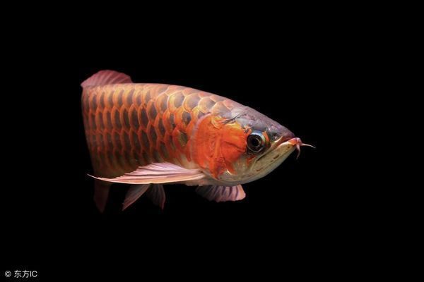 龍魚多長時間產一次卵：龍魚吃什么長得快