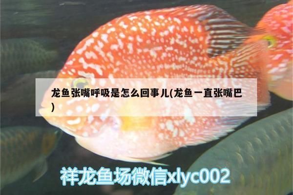 龍魚經常張嘴呼吸：龍魚經常張嘴呼吸可能是由于多種因素引起的