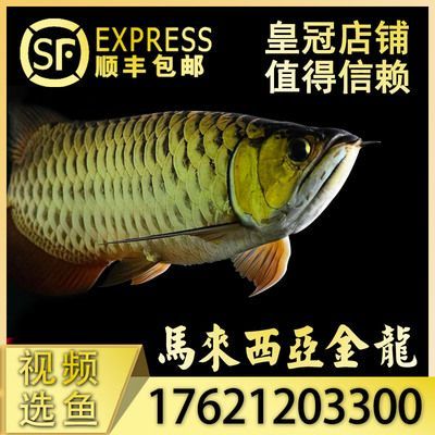 紅龍魚尾巴邊緣發白怎么回事（紅龍魚尾巴邊緣發白可能是由多種因素導致的）