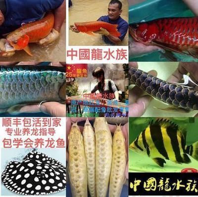 龍魚批發市場地址查詢（中國最大龍魚批發市場及其地址信息：廣州花地灣魚批發市場）