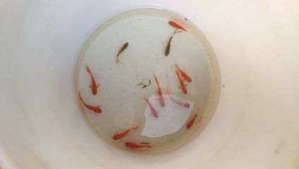 巴西亞魚繁殖期餌料選擇,巴西亞魚繁殖期餌料自制方法 龍魚百科 第5張 巴西亞魚繁殖期餌料選擇,巴西亞魚繁殖期餌料自制方法 巴西亞魚繁殖期餌料選擇,巴西亞魚繁殖期餌料自制方法 龍魚百科 第5張