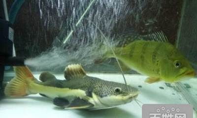 巴西亞魚繁殖期餌料選擇,巴西亞魚繁殖期餌料自制方法 龍魚百科 第4張 巴西亞魚繁殖期餌料選擇,巴西亞魚繁殖期餌料自制方法 巴西亞魚繁殖期餌料選擇,巴西亞魚繁殖期餌料自制方法 龍魚百科 第4張