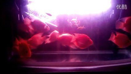 銀龍魚A區(qū)發(fā)紅（銀龍魚身體發(fā)紅可能由多種原因引起，可能是得了皮膚充血病）