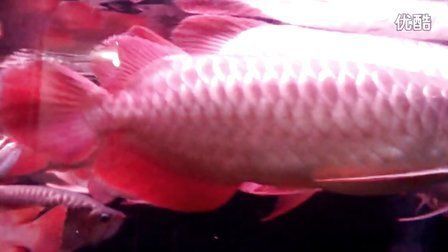 揭陽(yáng)龍魚(yú)（關(guān)于揭陽(yáng)龍魚(yú)的問(wèn)題） 揭陽(yáng)龍魚(yú)（關(guān)于揭陽(yáng)龍魚(yú)的問(wèn)題） 龍魚(yú)百科 第1張