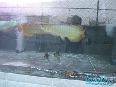 揭陽(yáng)龍魚(yú)（關(guān)于揭陽(yáng)龍魚(yú)的問(wèn)題） 揭陽(yáng)龍魚(yú)（關(guān)于揭陽(yáng)龍魚(yú)的問(wèn)題） 龍魚(yú)百科 第3張