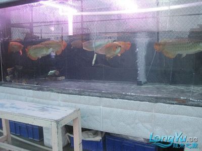 揭陽(yáng)龍魚(yú)（關(guān)于揭陽(yáng)龍魚(yú)的問(wèn)題） 揭陽(yáng)龍魚(yú)（關(guān)于揭陽(yáng)龍魚(yú)的問(wèn)題） 龍魚(yú)百科 第2張