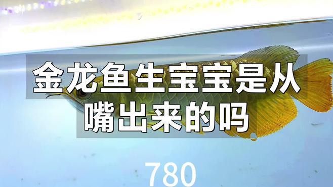 金龍魚孵化小魚 金龍魚孵化小魚 龍魚百科 第1張