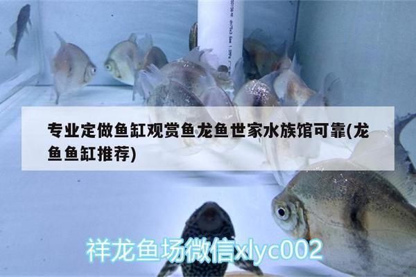 龍魚缸怎么搭配魚顯得高檔不亂:如何搭配龍魚缸才能顯得高檔而不混亂 龍魚百科 第5張 龍魚缸怎么搭配魚顯得高檔不亂:如何搭配龍魚缸才能顯得高檔而不混亂 龍魚缸怎么搭配魚顯得高檔不亂:如何搭配龍魚缸才能顯得高檔而不混亂 龍魚百科 第5張
