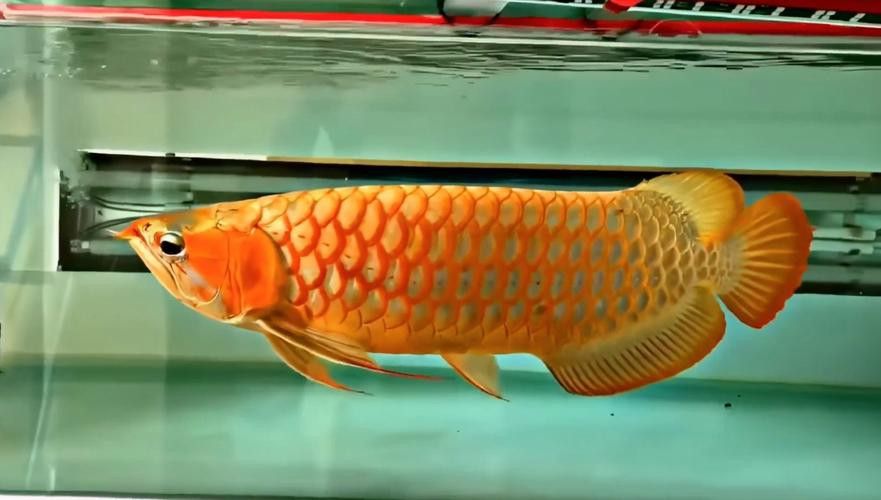 觀賞金龍魚圖片大全大圖高清 觀賞金龍魚圖片大全大圖高清 龍魚百科 第17張