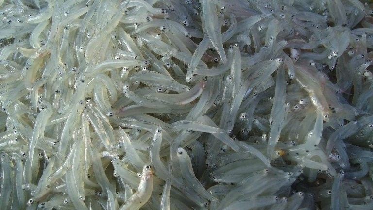 銀龍魚可以吃么 銀龍魚可以吃么 龍魚百科