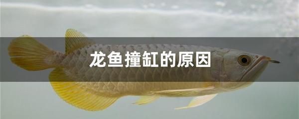 龍魚回家第一次開口會死嗎：新購入的龍魚會在第一次開口時死亡，我們需要考慮多個因素