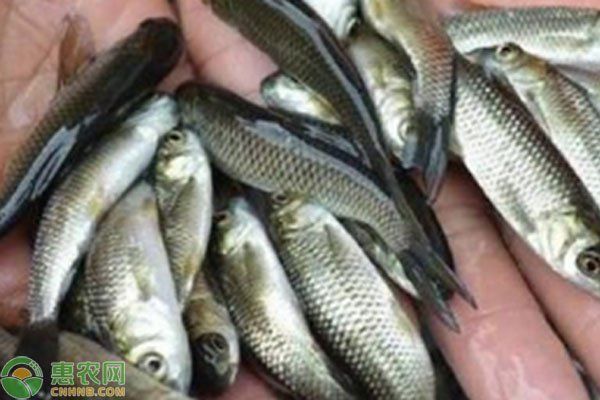 給我提供草魚(yú)苗的實(shí)時(shí)價(jià)格