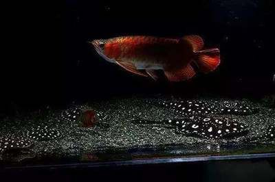 魟魚混養(yǎng)注意事項(xiàng)：混養(yǎng)魟魚需要注意水質(zhì)管理、喂食策略、疾病預(yù)防及防治 魟魚混養(yǎng)注意事項(xiàng)：混養(yǎng)魟魚需要注意水質(zhì)管理、喂食策略、疾病預(yù)防及防治 龍魚百科 第2張