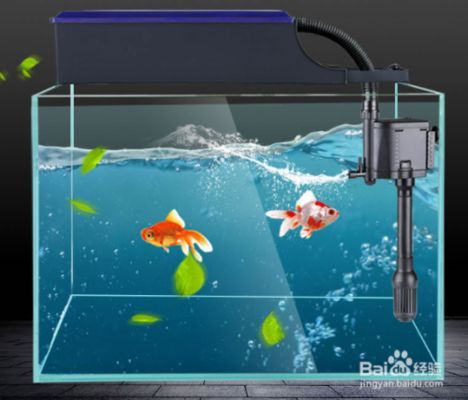 家庭魚缸養(yǎng)什么魚好活，家庭魚缸養(yǎng)殖 家庭魚缸養(yǎng)什么魚好活，家庭魚缸養(yǎng)殖 龍魚百科 第4張