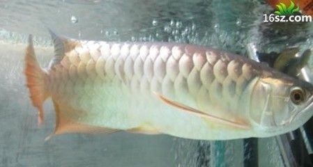 龍魚(yú)怎么訓(xùn)練吃食兇猛：如何訓(xùn)練龍魚(yú)吃食兇猛