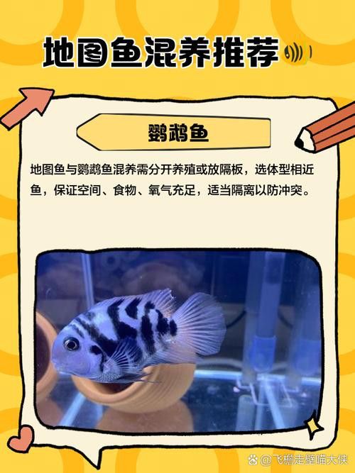 推薦一些適合與地圖魚和龍魚混養的魚類