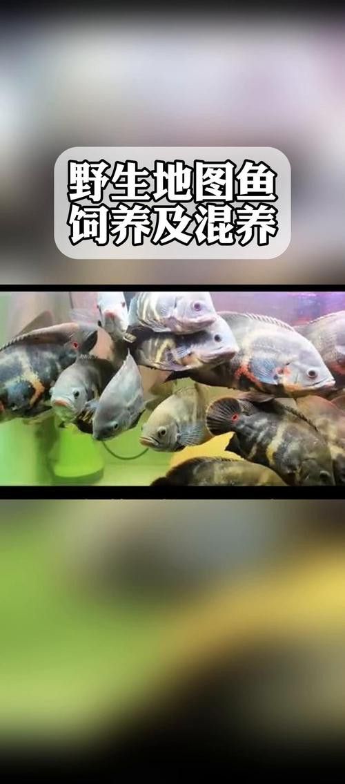 推薦一些適合與地圖魚和龍魚混養的魚類