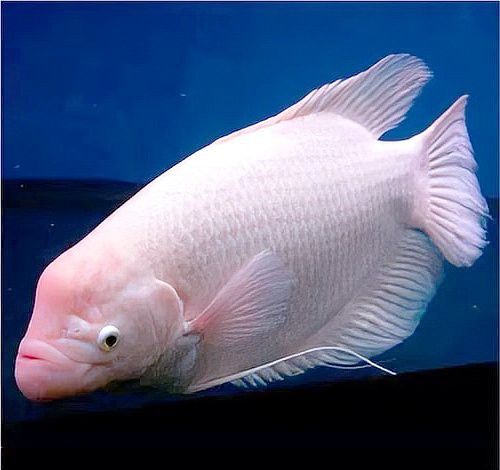 白子招財龍魚繁殖需要多大的繁殖缸？ 白子招財龍魚繁殖需要多大的繁殖缸？ 龍魚百科 第3張