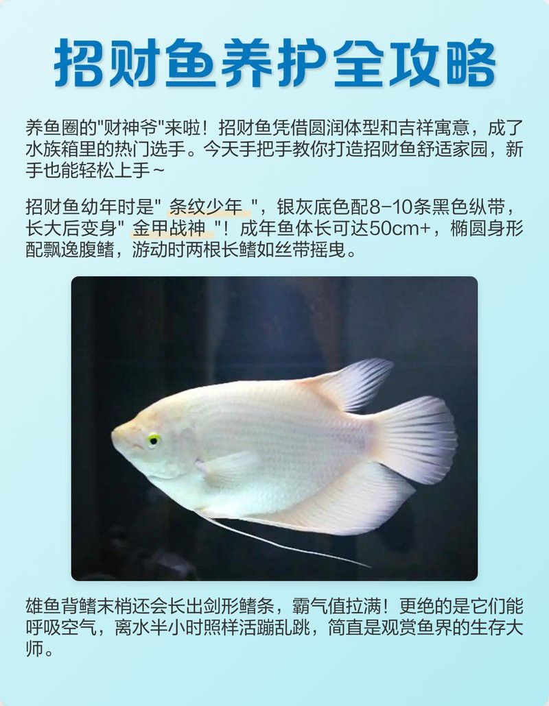 白子招財龍魚繁殖需要多大的繁殖缸？ 白子招財龍魚繁殖需要多大的繁殖缸？ 龍魚百科 第2張