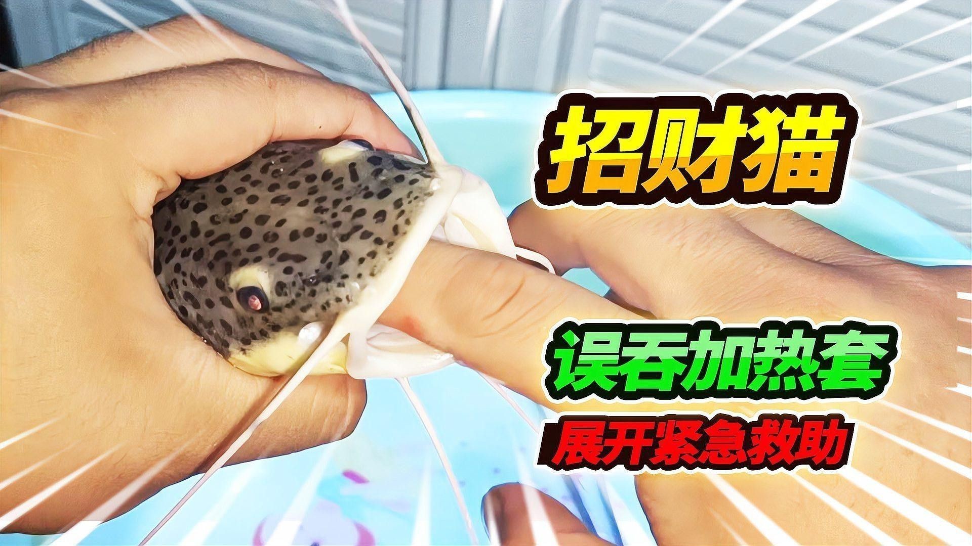 白子招財龍魚繁殖需要多大的繁殖缸？ 白子招財龍魚繁殖需要多大的繁殖缸？ 龍魚百科 第7張