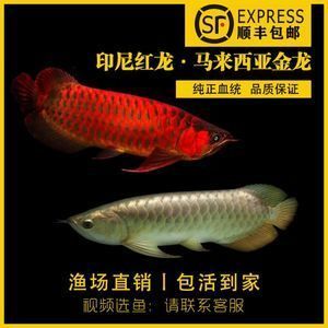 馬來西亞龍魚托運(yùn)需要多少錢一個箱子：廣州飛旗貨運(yùn)代理有限公司提供龍魚大小和箱子尺寸