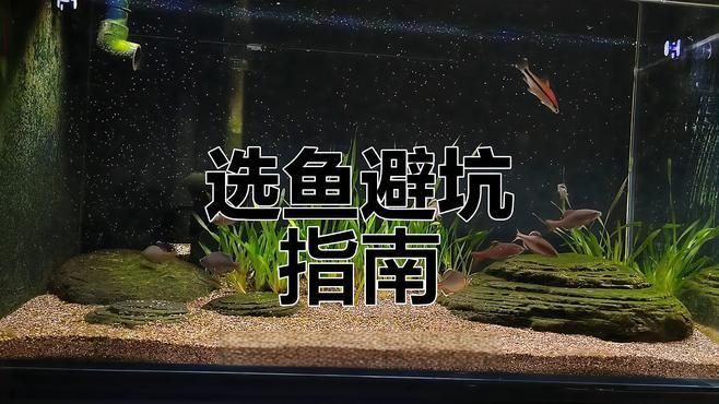 如何挑選健康觀賞魚