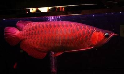 紅龍魚(yú)去哪里買(mǎi)便宜 紅龍魚(yú)去哪里買(mǎi)便宜 龍魚(yú)百科 第7張