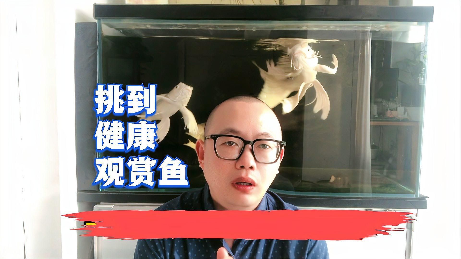 如何挑選健康觀賞魚