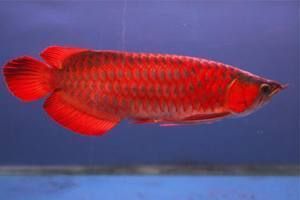 紅龍魚(yú)去哪里買(mǎi)便宜 紅龍魚(yú)去哪里買(mǎi)便宜 龍魚(yú)百科 第3張
